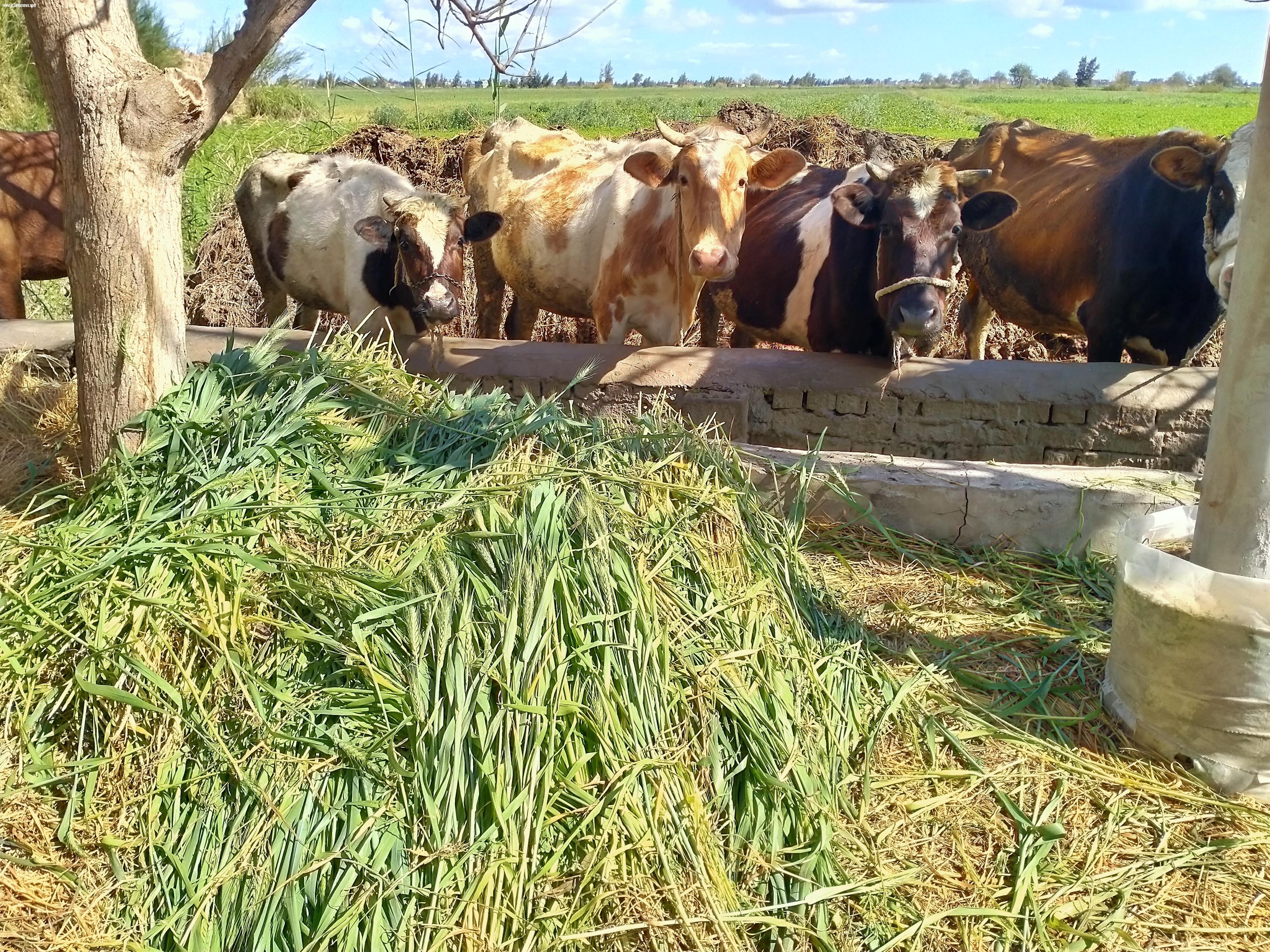 بوار عشرات الأفدنة بمحصول القمح بكفرالشيخ.. والزراعة.. محدش بلغنا